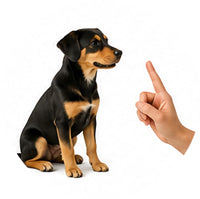 Dog Training Supplies